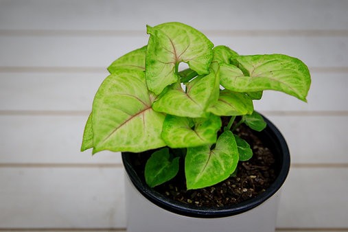 Syngonium "Ilusión Dorada"