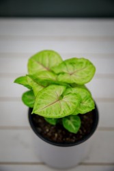 Syngonium "Ilusión Dorada"