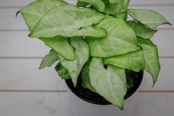 Syngonium "Blancanieves"