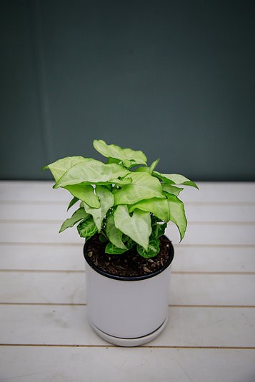 Syngonium "Blancanieves"