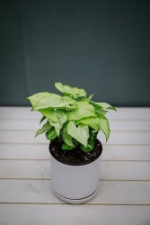 Syngonium "Blancanieves"