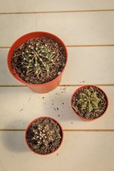 Cactus a cuadros - Gymnocalycium stenopleurum