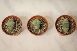 Suculenta de roca partida (Pleiospilos nelii)