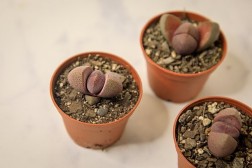 Suculenta de roca partida (Pleiospilos nelii)