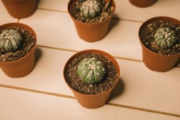 Cactus estrella (Asphytum asterias)