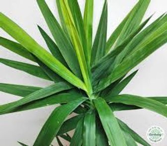 Yuca verde