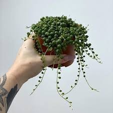 Sandía Senecio