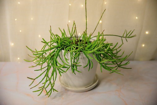 Cactus Rhipsalis paradoxa