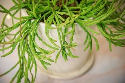Cactus Rhipsalis paradoxa