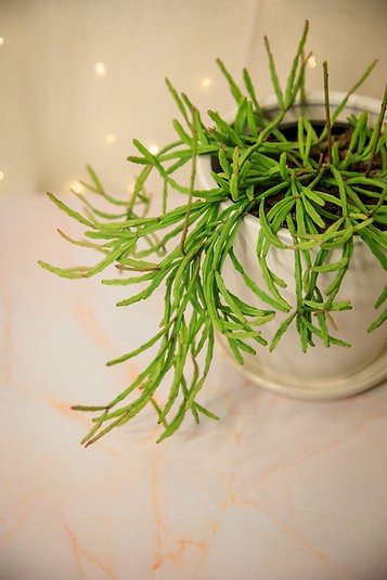 Cactus Rhipsalis paradoxa