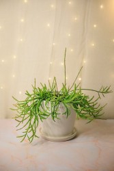 Cactus Rhipsalis paradoxa