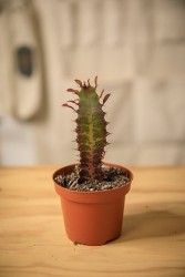 Árbol de la leche africano (Euphorbia trigona 'rubra')