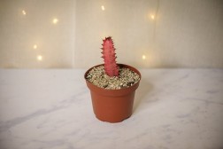 Árbol de la leche africano (Euphorbia trigona 'rubra')