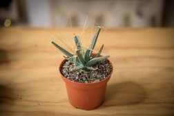 Cactus Prisma (Leuchtenbergia principis)