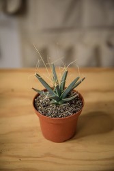 Cactus Prisma (Leuchtenbergia principis)