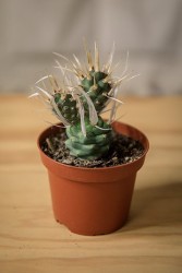 Cactus de papel (Tephrocactus articulatus var. papyracanthus)
