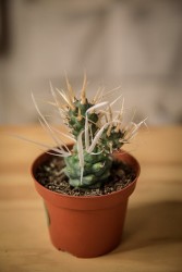 Cactus de papel (Tephrocactus articulatus var. papyracanthus)