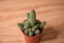 Cactus maní (Echinopsis chamaecereus)