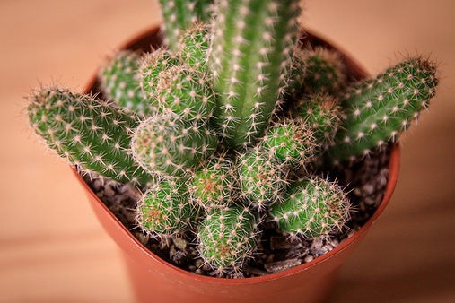 Cactus maní (Echinopsis chamaecereus)