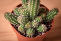 Cactus maní (Echinopsis chamaecereus)