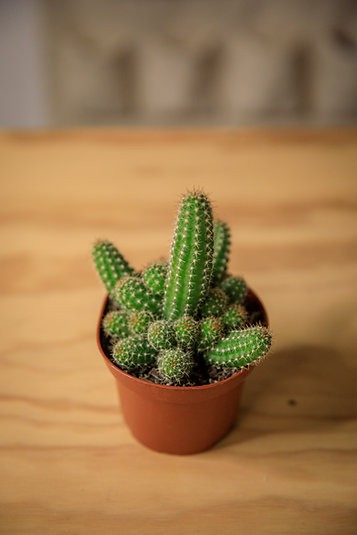 Cactus maní (Echinopsis chamaecereus)