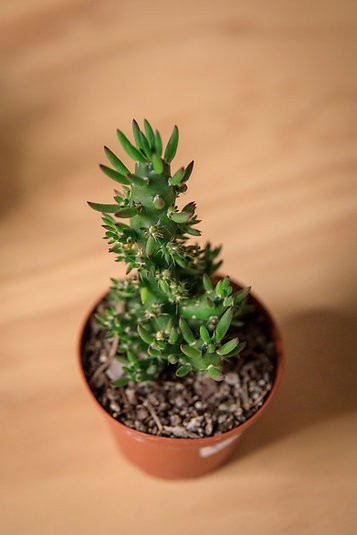 Cactus aguja de Eva (Austrocylindropuntia subulata)