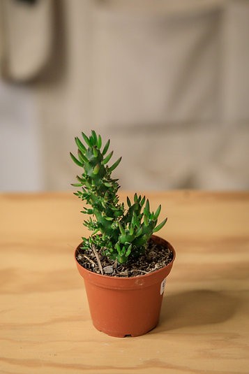 Cactus aguja de Eva (Austrocylindropuntia subulata)