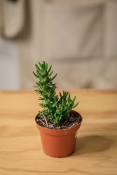 Cactus aguja de Eva (Austrocylindropuntia subulata)