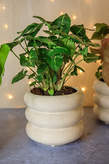 Maceta de tapa curva de Milán