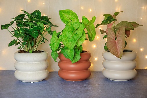 Maceta de tapa curva de Milán