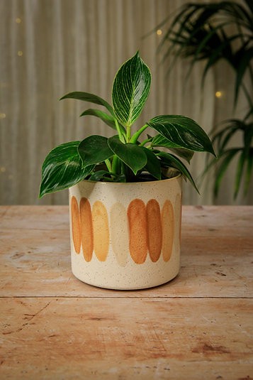 La olla Alan