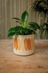 La olla Alan