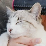 Cepillo 3 en 1 para desprendimiento de subpelo y pelaje