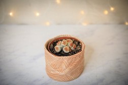 Cúmulo de Lithops