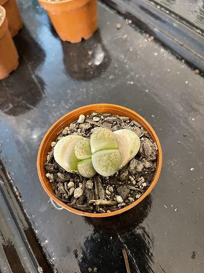 Lithops mutantes