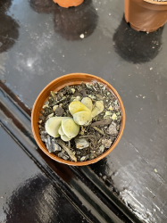 Lithops mutantes