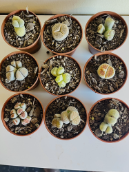 Lithops mutantes