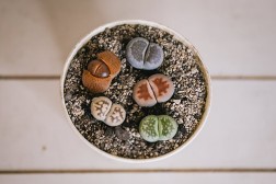 Haz de Lithop