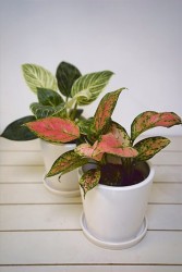 Paquete de plantas de interior para espacios verticales