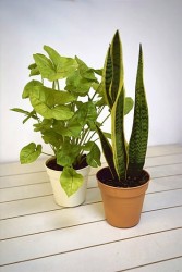 Paquete de plantas de interior difíciles de matar