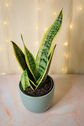 Paquete de plantas de interior para poca luz