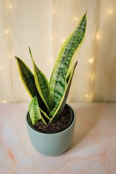 Paquete de plantas de interior para poca luz
