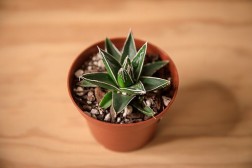 Suculenta de agave real