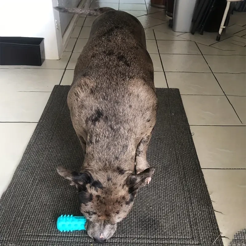 Cepillo de dientes duradero para perros: palo molar y juguete masticable para la salud dental