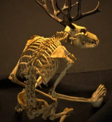 Gabinete de curiosidades de esqueleto de Wendigo