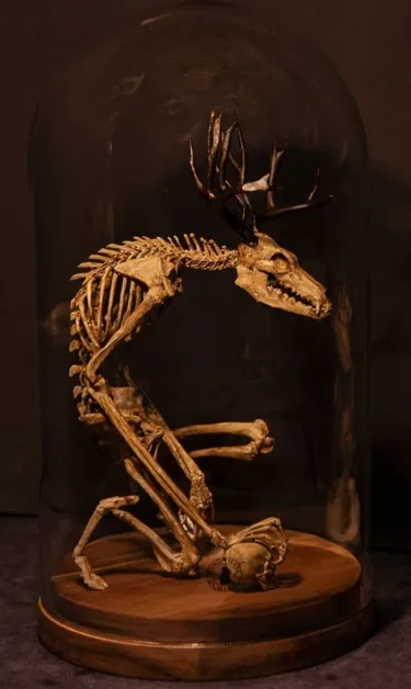 Gabinete de curiosidades de esqueleto de Wendigo