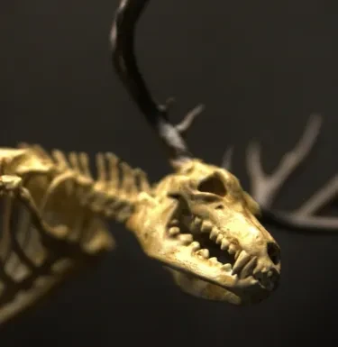 Gabinete de curiosidades de esqueleto de Wendigo