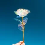 Rosa de edición limitada