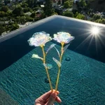 Rosa de edición limitada