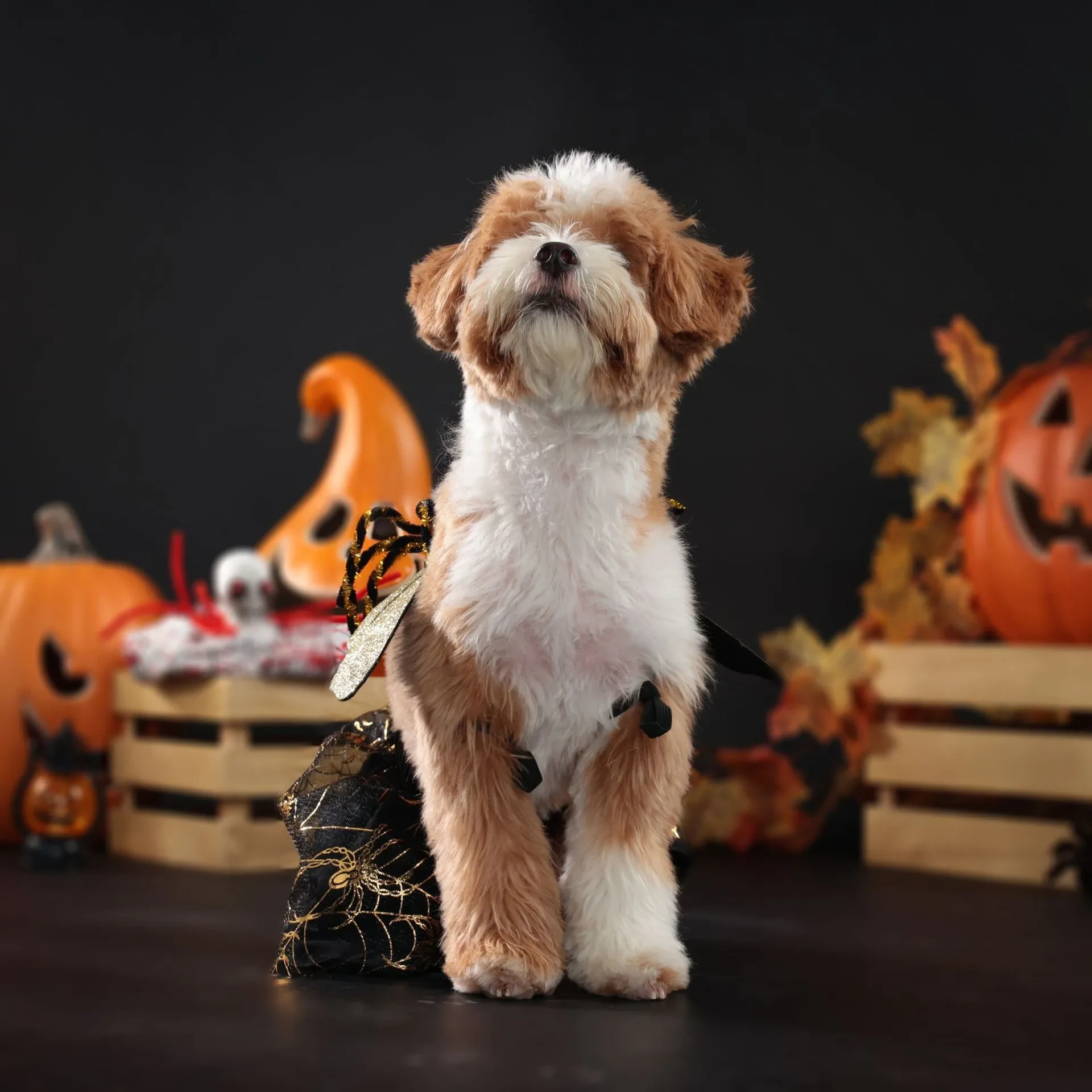 Ropa para mascotas Ropa Fiesta de Halloween Traje de perro